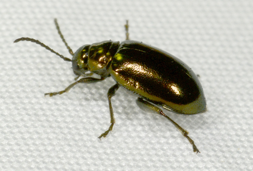 Chrysomelidae, Altica sp.